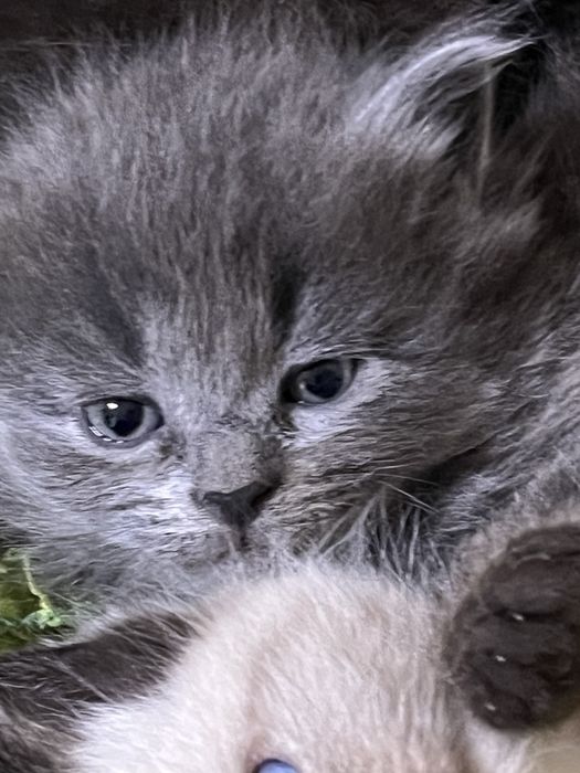 Продам очень красивых котят!