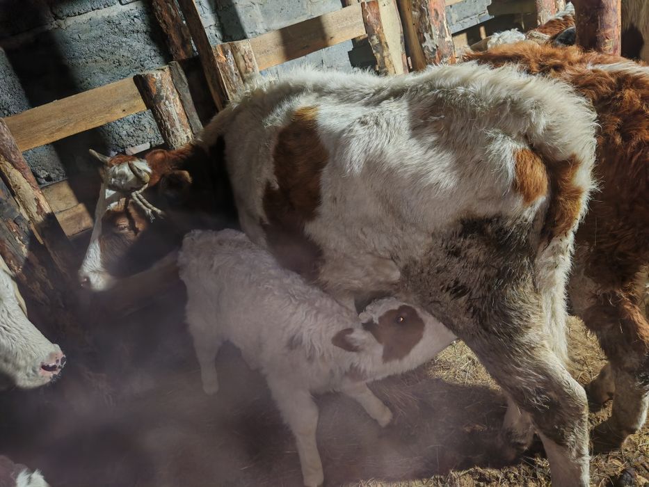 Бзаулы сыйыр сатам