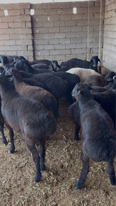 Qochqorlar sotiladi hammasi bir joyga 5mln 300 ming dan