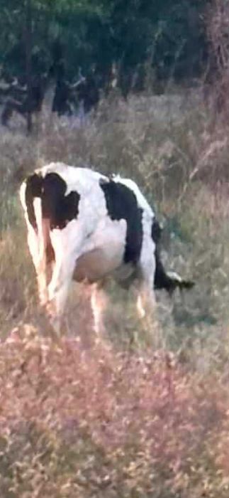 Animale de curte vaci