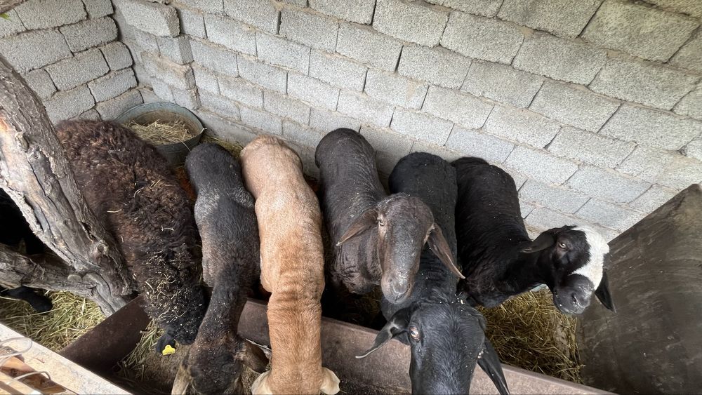 Бараны қошқар қой