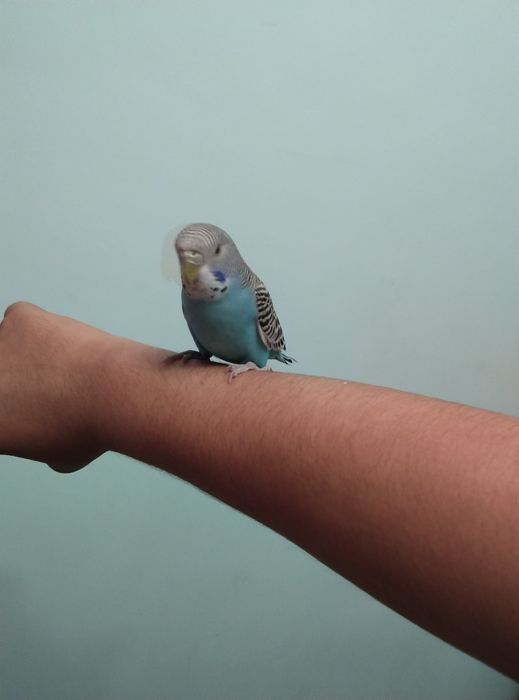 Ruchnoy karela sotiladi