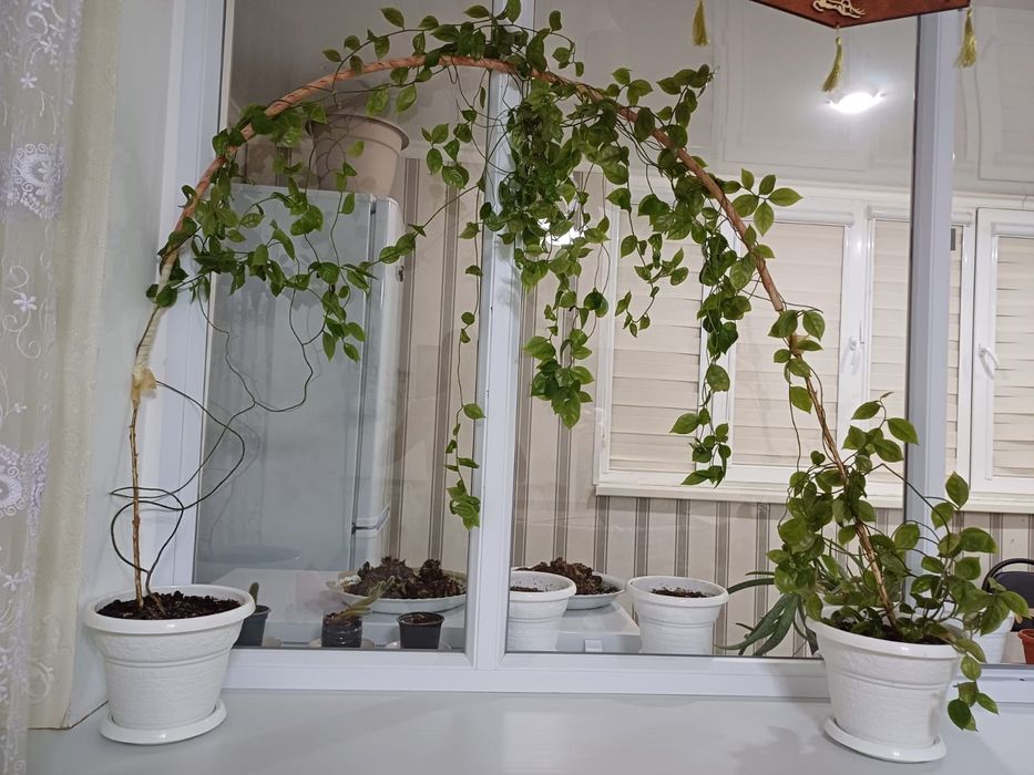 Красивые домашние цветы.