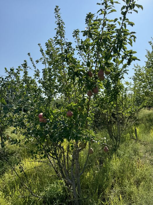 Дача сатылады Таскаладан