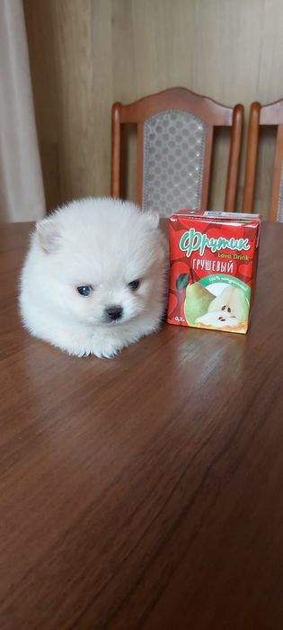 Шпицы кремовые девочки и мальчики
