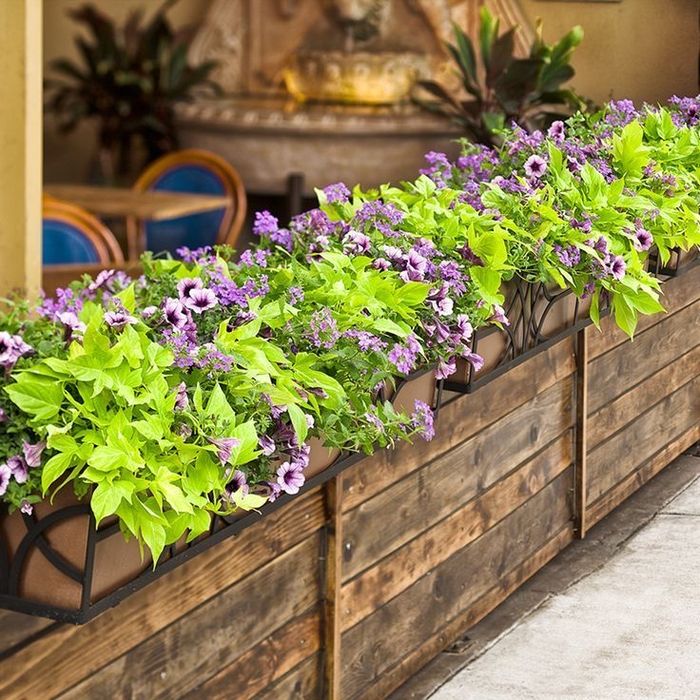 Озеленение кафе и ресторанов