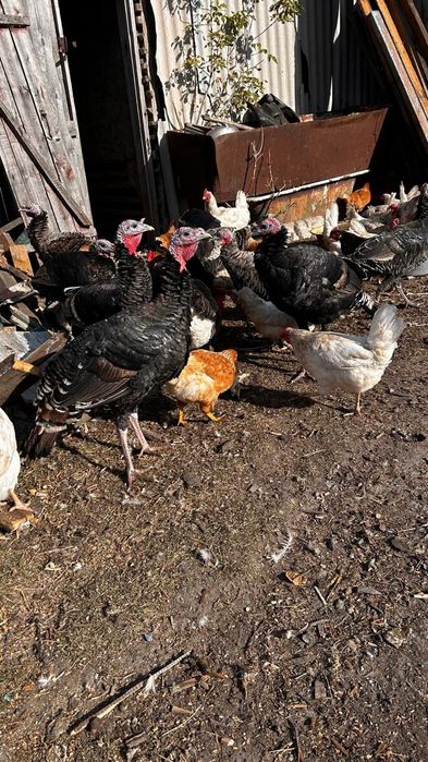 Продам индюков самцы