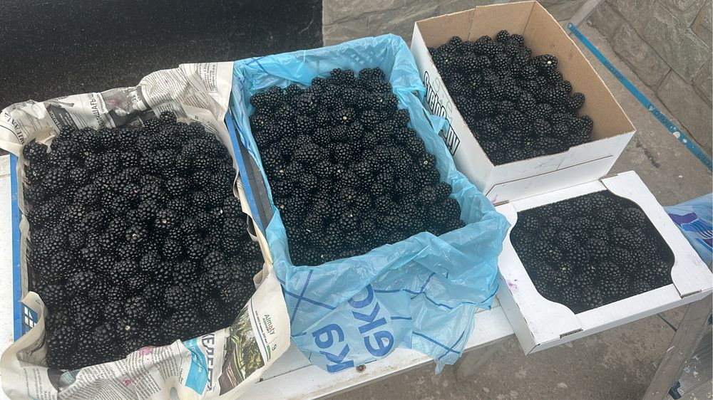 Ежемалина на продажу