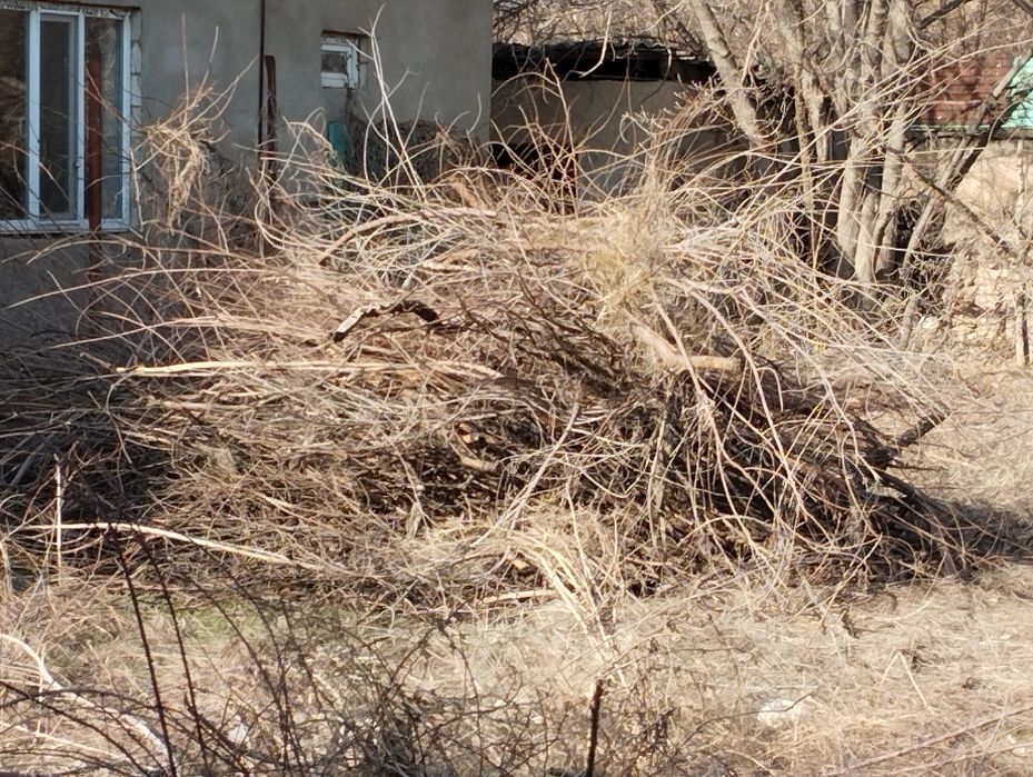 Сухие ветки бесплатно