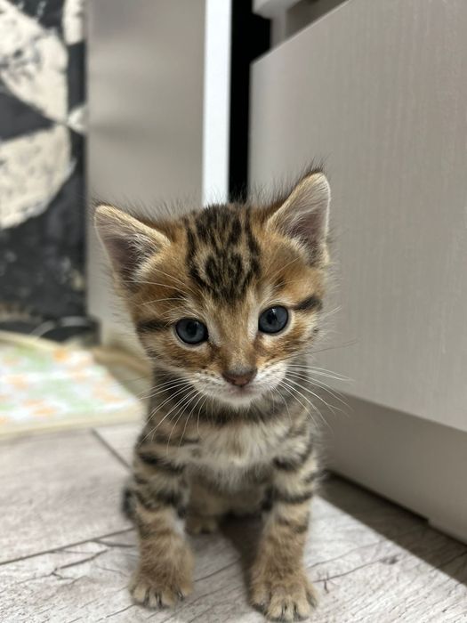Котята породы Бенгал