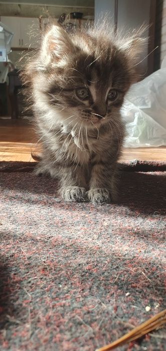 Отдам милых,игривых котят