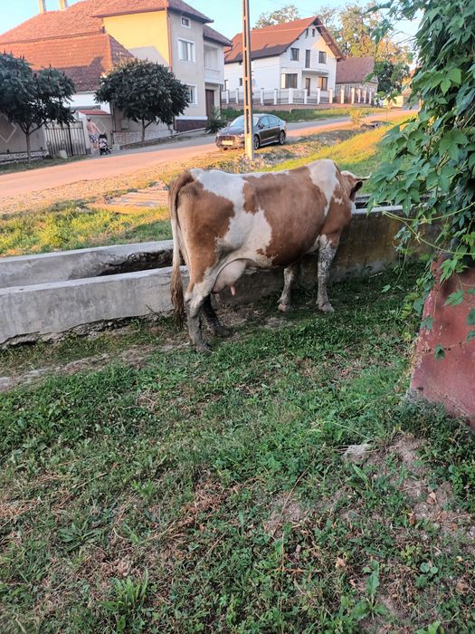 Vând vaca cu vitel