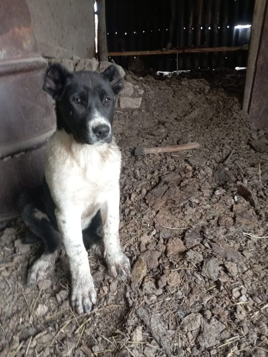 Алабай ұрғашы линиясы мықтв