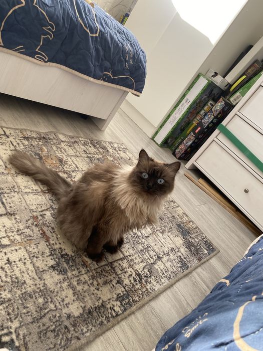 Стелиризованная кошечка