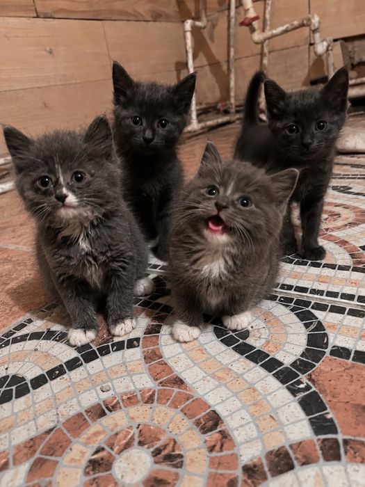 продам породистых котят