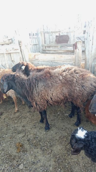 Продам кошкар 5 лет