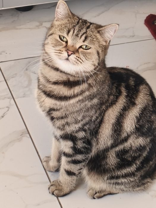 Отдам кошку в добрые руки