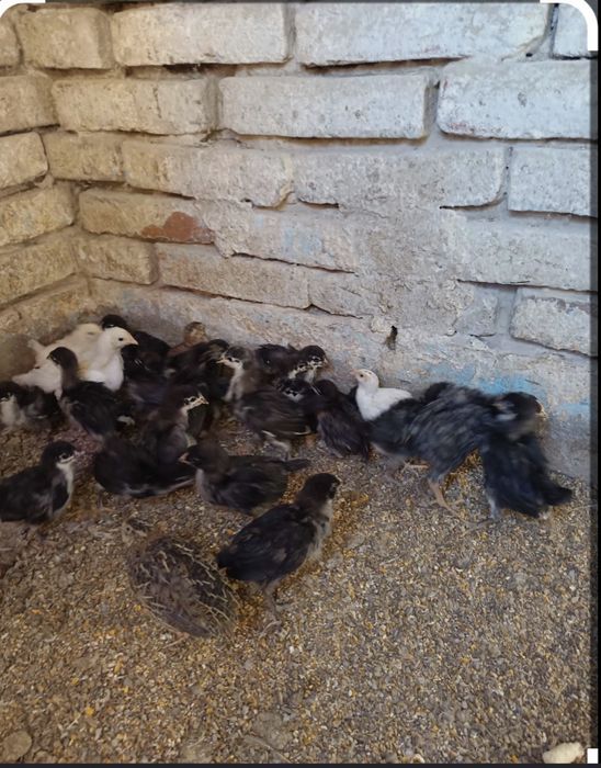 Pui Australorp negru și alb