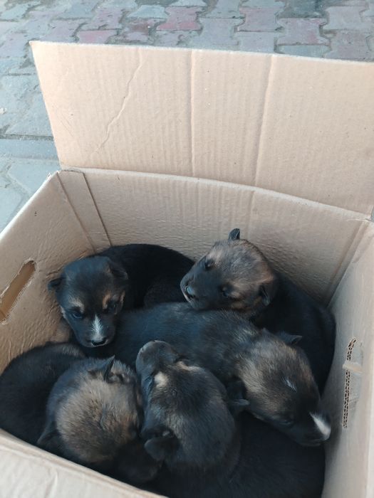 Продам щенков помесь немка и хаски