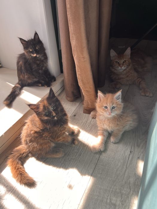 Продам Мейн Куна девочку