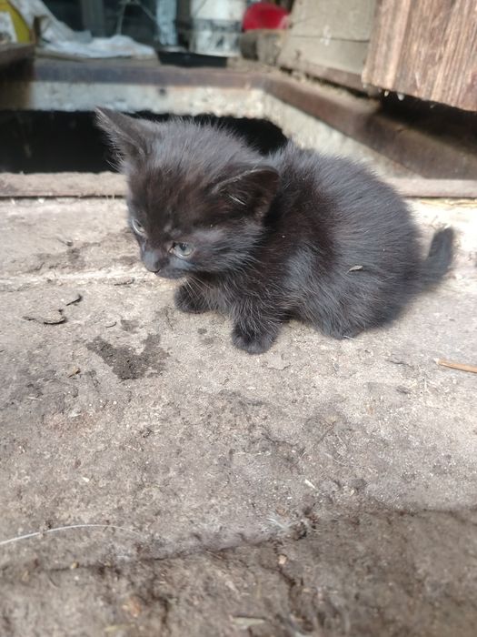 donez pisicuțe în vârsta de 2 luni