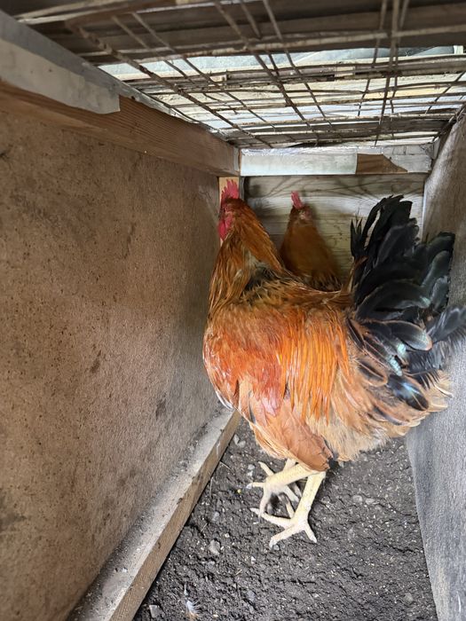 Продам петухов Кучинские