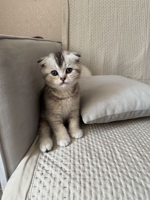 Продам котенка (мальчик)