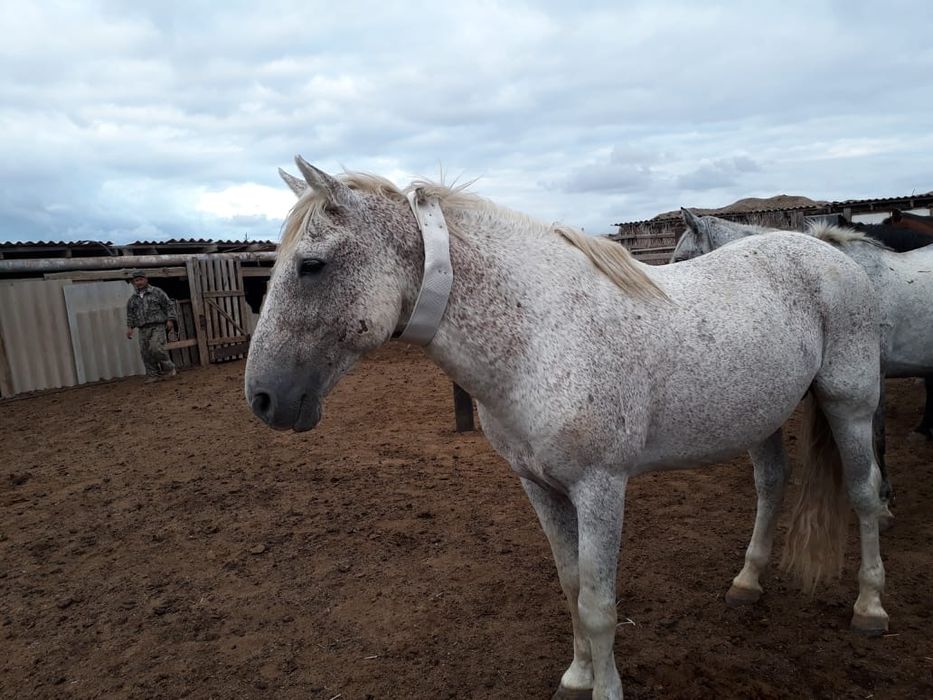 Үйір жылқыға GPS трекер