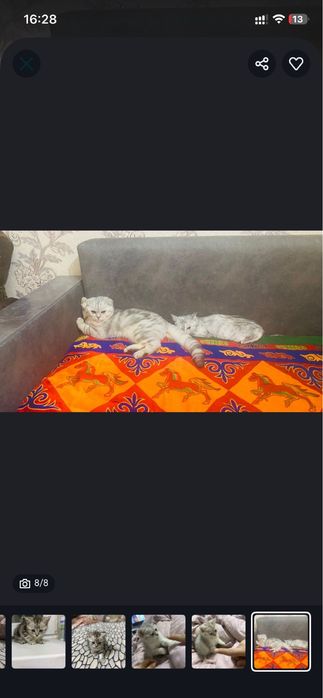 Продам породистых котят