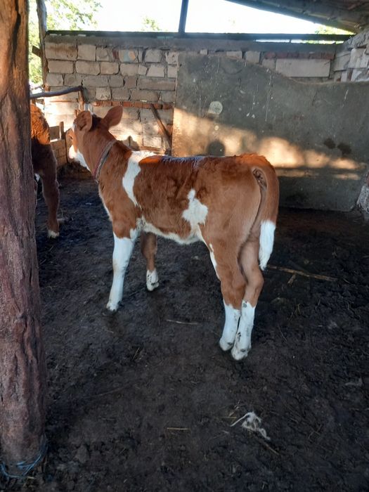 Vând 2 viței ( mascul și femelă)