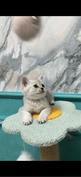Скотиш страйт серебро шиншилла