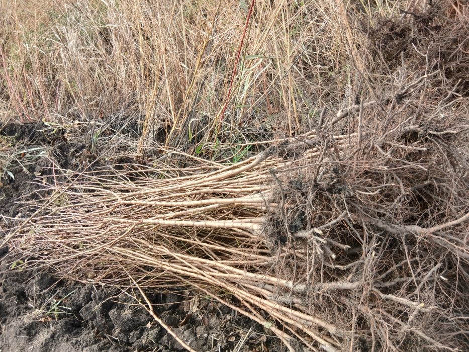 Pomi fructiferi direct pe rod