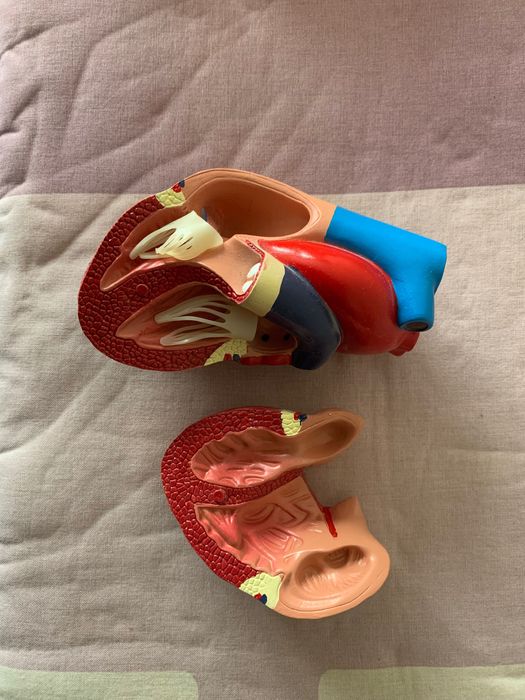 Анатомичен модел на сърце