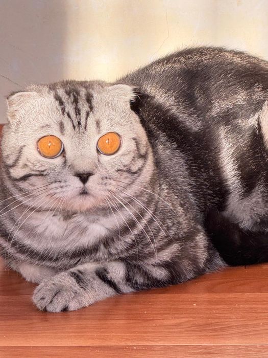 Шотландский Барсик