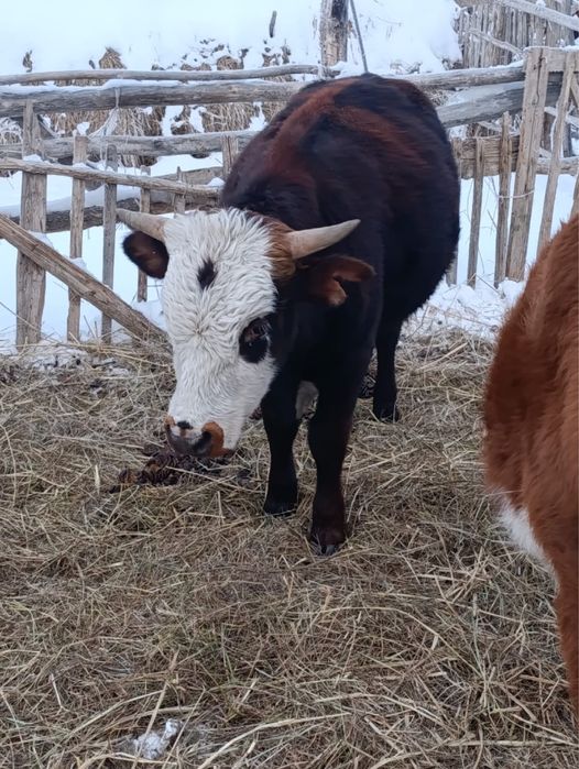 Соғым сатылады жас мал