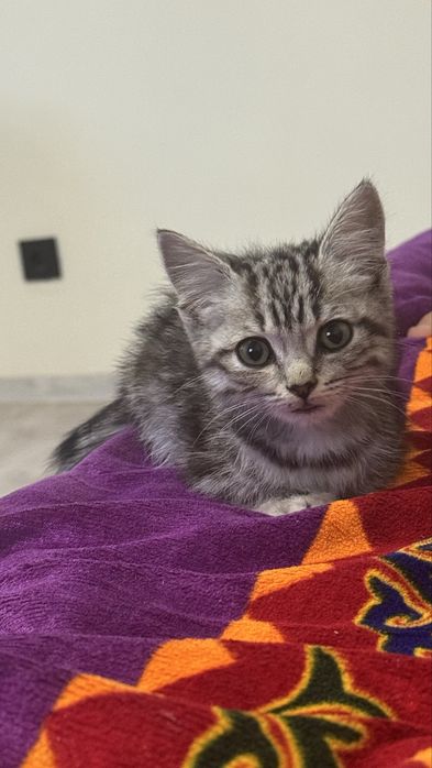 Отдам котенка бесплатно