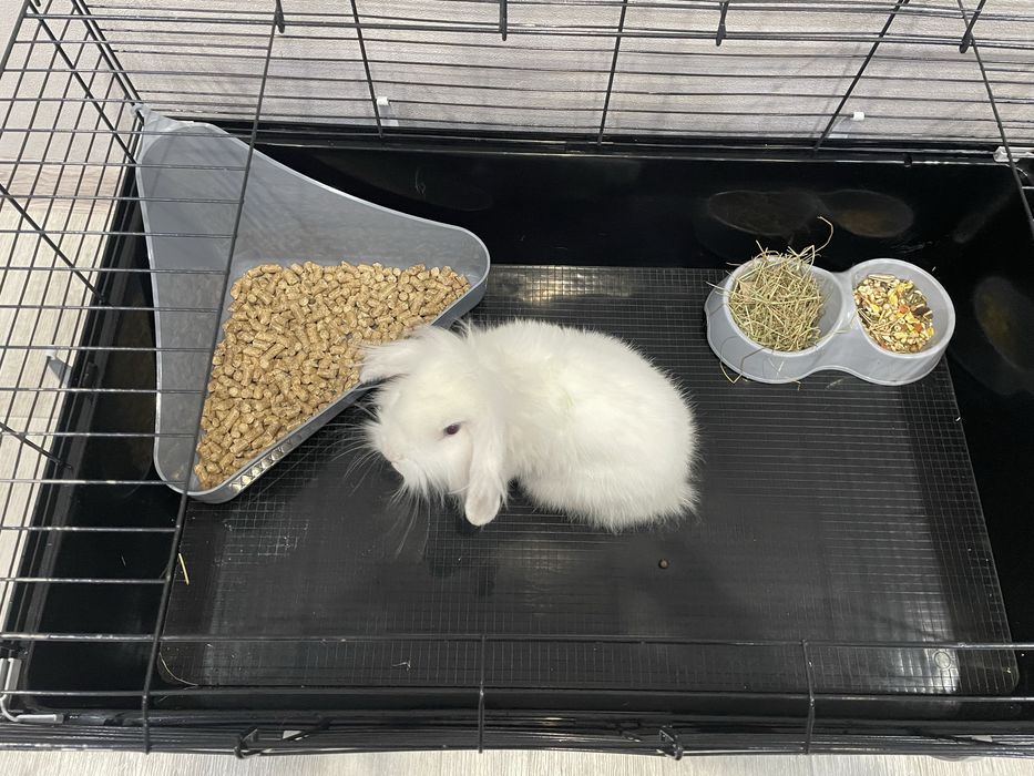 Кролик с клеткой