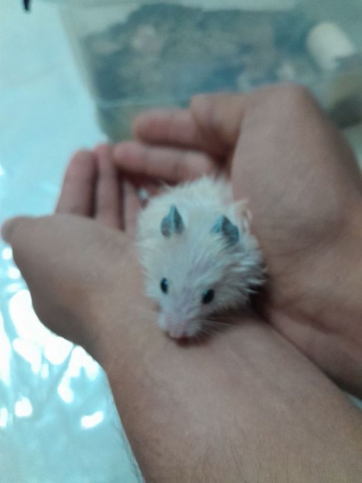 Продаются хамячки