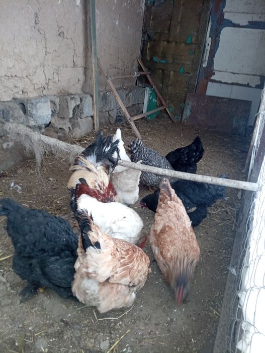 Қораз қораз қораз