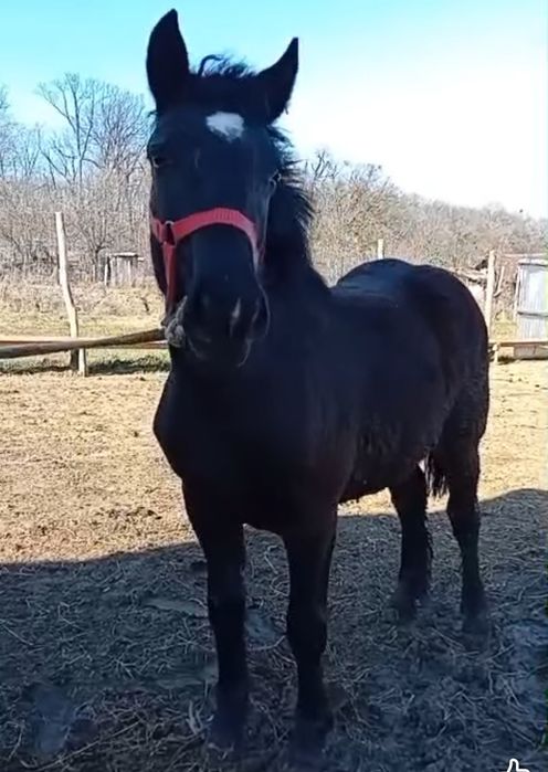 De vânzare mânză de 9 luni