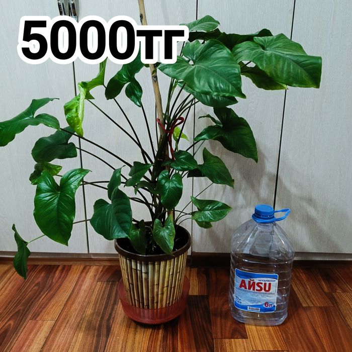 Комнатные растения -Сингониум