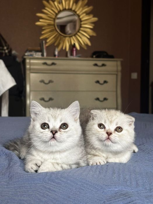 Вязка. Шотландский вислоухий кот.