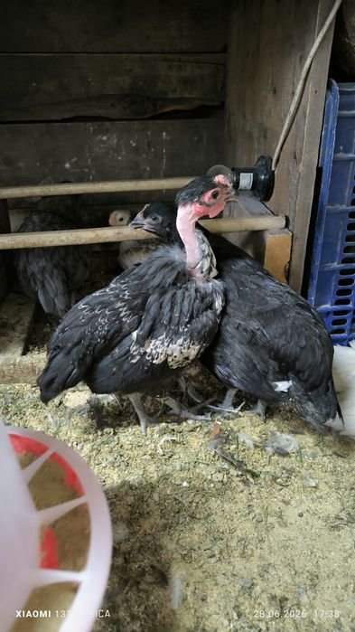 Продам циплят голошейки