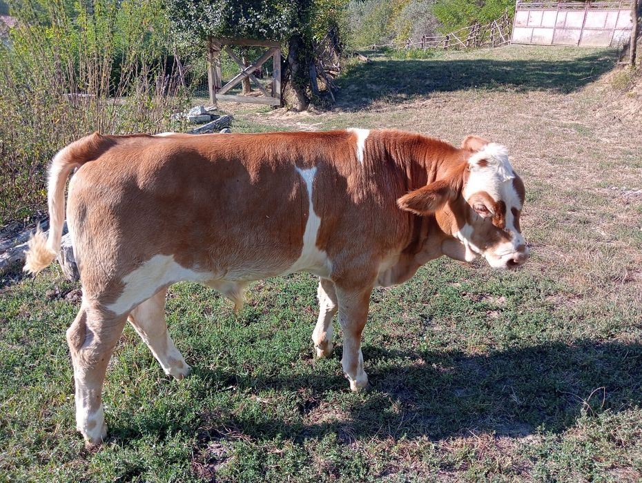 Vițel, tauras Bălțata Românească