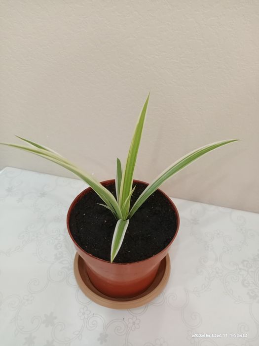 Комнатные цветы. Хлорофитум/"Семейное счастье".