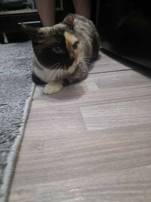 Отдам в добрые руки кошечку около 3 лет