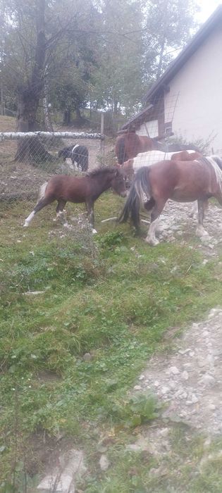 Mânz ponei  armasar
