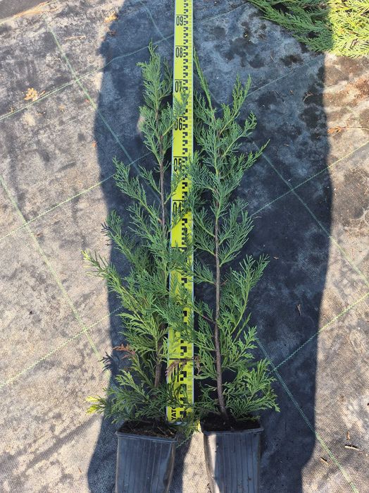 Leylandii 50/70/90cm producator