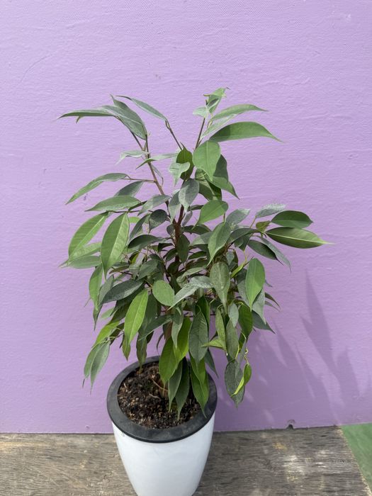 Продам фикусы сортовые