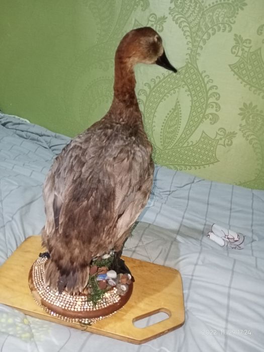 Продаю красно головый нырок чучело